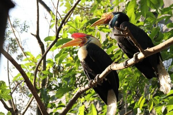 5 Fakta Julang Sulawesi, Satwa Endemik Indentitas Sulsel