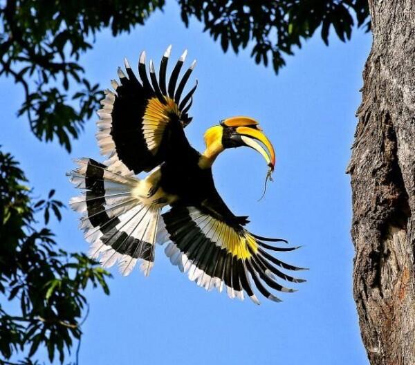 5 Fakta Julang Sulawesi, Satwa Endemik Indentitas Sulsel