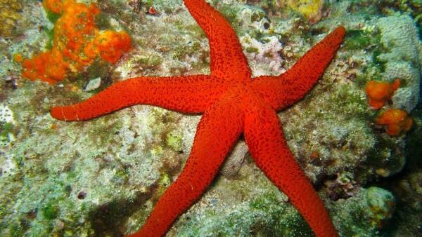 10 Hewan Laut Raksasa Paling Indah dan Menakjubkan! Mana Favoritmu?