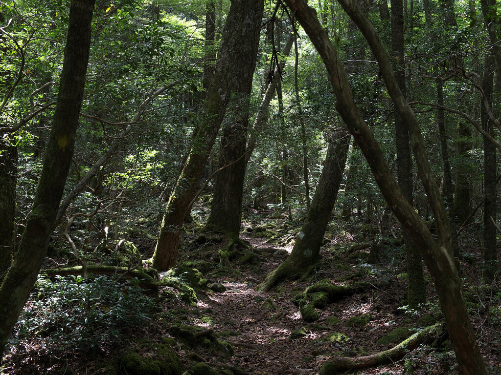 10 Hutan Ini Dianggap Paling Angker di Dunia, Berani Masuk?
