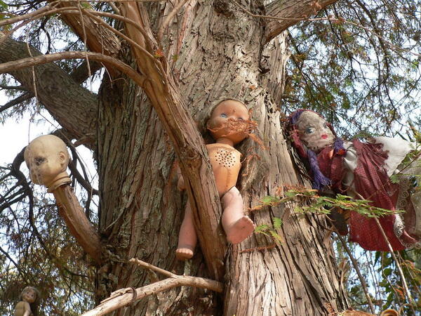 10 Hutan Ini Dianggap Paling Angker di Dunia, Berani Masuk?