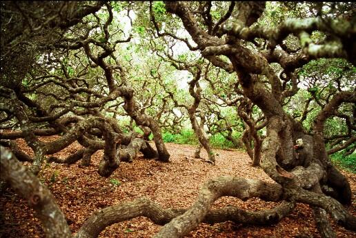 10 Hutan Ini Dianggap Paling Angker di Dunia, Berani Masuk?