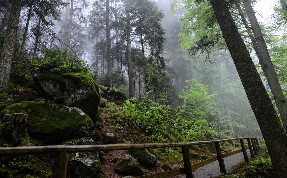 10 Hutan Ini Dianggap Paling Angker di Dunia, Berani Masuk?