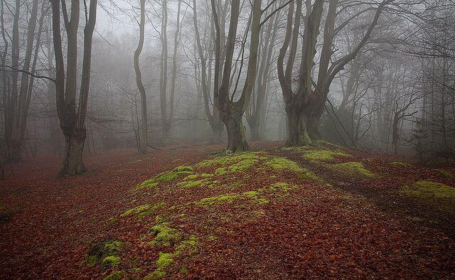 10 Hutan Ini Dianggap Paling Angker di Dunia, Berani Masuk?