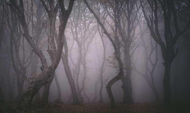 10 Hutan Ini Dianggap Paling Angker di Dunia, Berani Masuk?