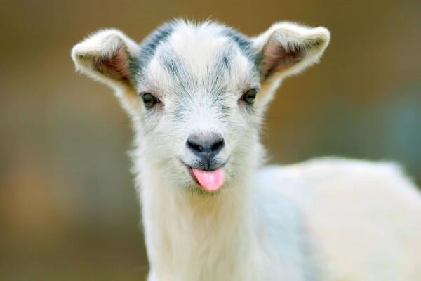 Benarkah Makan Daging Kambing Bisa Menyembuhkan Darah Rendah?