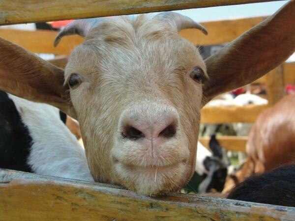 Benarkah Makan Daging Kambing Bisa Menyembuhkan Darah Rendah?