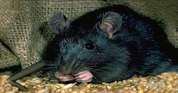 Jangan Anggap Remeh, 10 Penyakit ini Muncul Pada Musim Penghujan