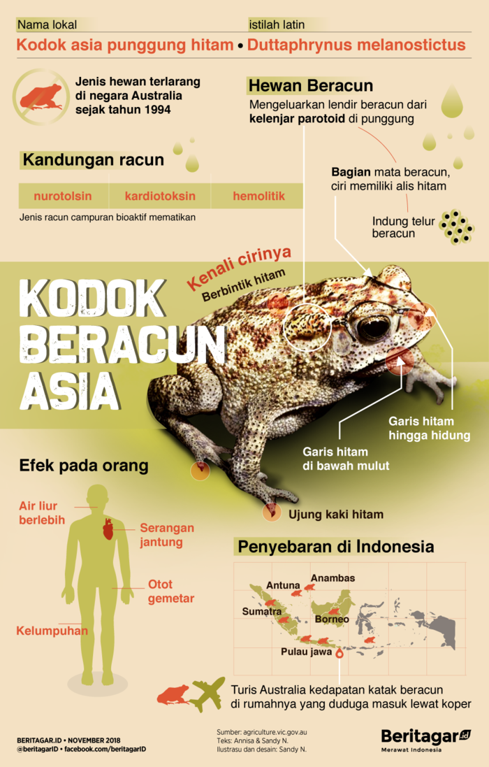 Kodok Asia masuk Australia