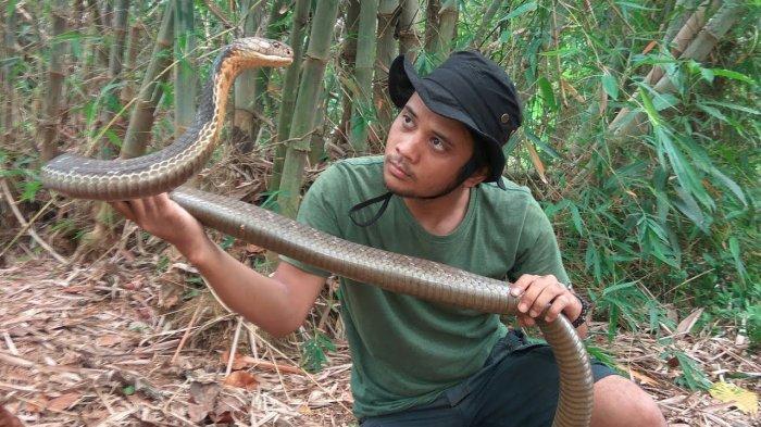 Panji Petualang Bongkar Cerita Ular King Cobra Tak Bergerak Selama 4 Bulan