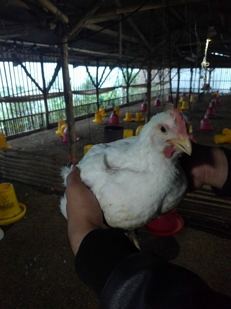 Cari Tempat Pemotongan Ayam Broiler untuk Disupply 