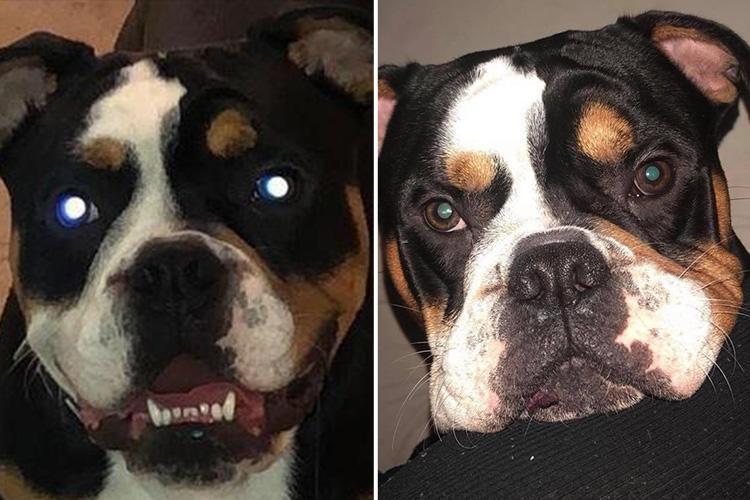 Ngolesin Selai Kacang Di ORGAN VITAL,Eh Malah Digigit Anjing BULLDOG sampe PUTUS