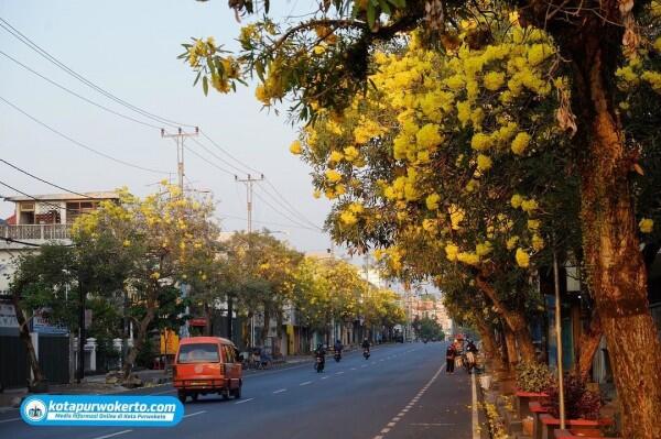 Selain Surabaya, 5 Kota Ini Juga Dihiasi Bunga Tabebuya Lho!