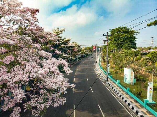 Selain Surabaya, 5 Kota Ini Juga Dihiasi Bunga Tabebuya Lho!