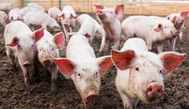 10 Ribu Babi di China Terjangkit Wabah Demam Afrika