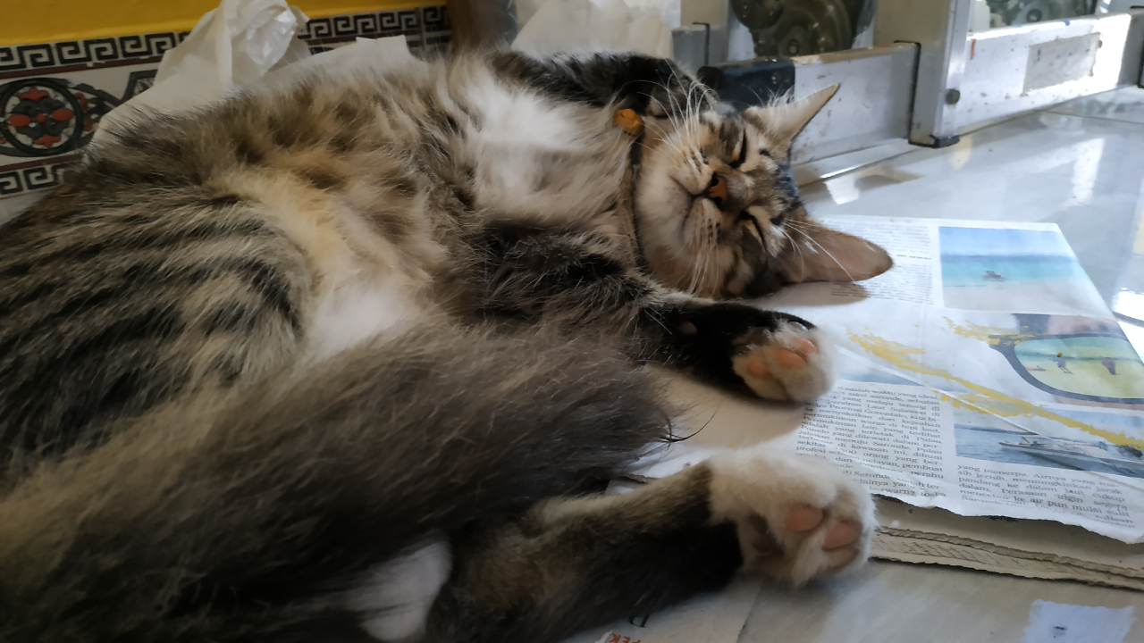 HELP! Kucing Kesayangan Ane Hilang! Bantu terawang Gan.. π