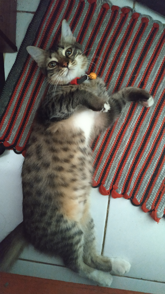 HELP! Kucing Kesayangan Ane Hilang! Bantu terawang Gan.. π