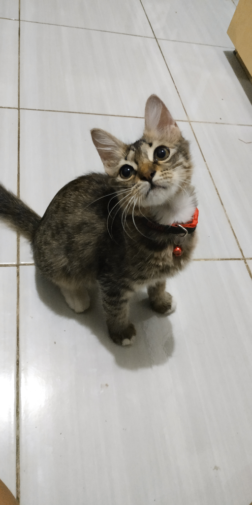 HELP! Kucing Kesayangan Ane Hilang! Bantu terawang Gan.. π
