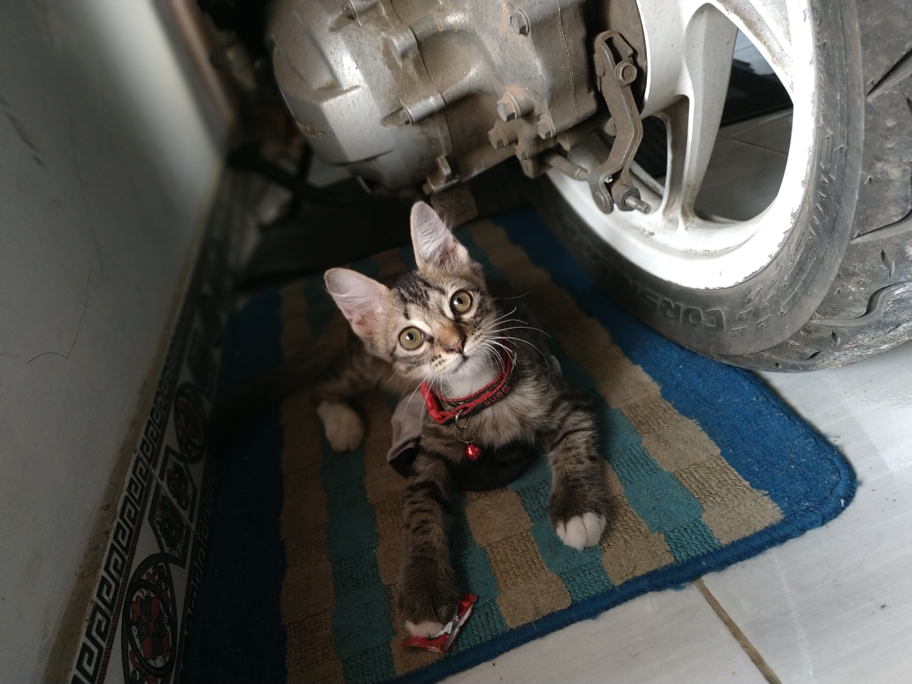 HELP! Kucing Kesayangan Ane Hilang! Bantu terawang Gan.. π