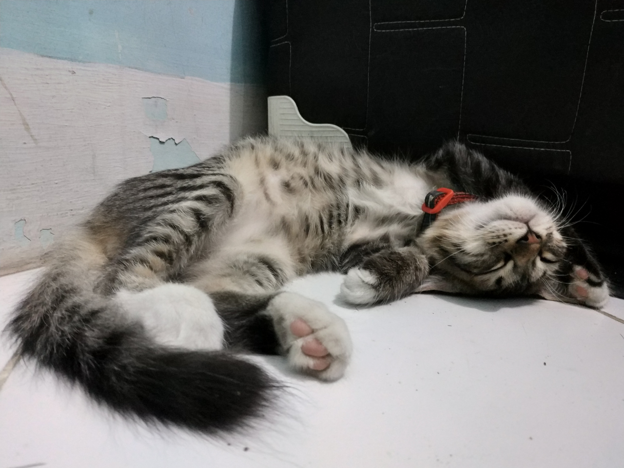 HELP! Kucing Kesayangan Ane Hilang! Bantu terawang Gan.. π