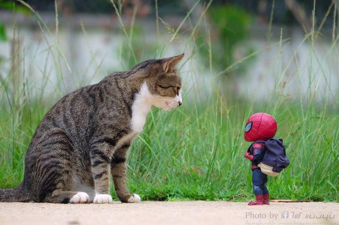 Kocak! 10 Foto Jika Spider-Man Bersahabat Dengan Kucing