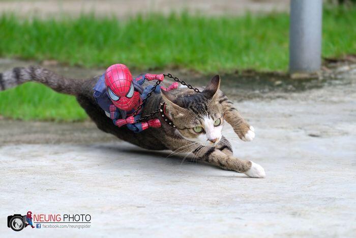 Kocak! 10 Foto Jika Spider-Man Bersahabat Dengan Kucing