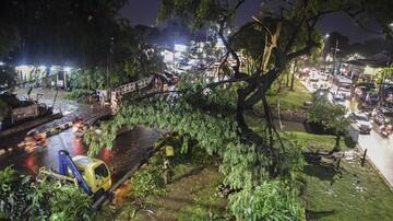 Sebanyak 187 Pohon di Jakarta Tumbang dalam Dua Pekan
