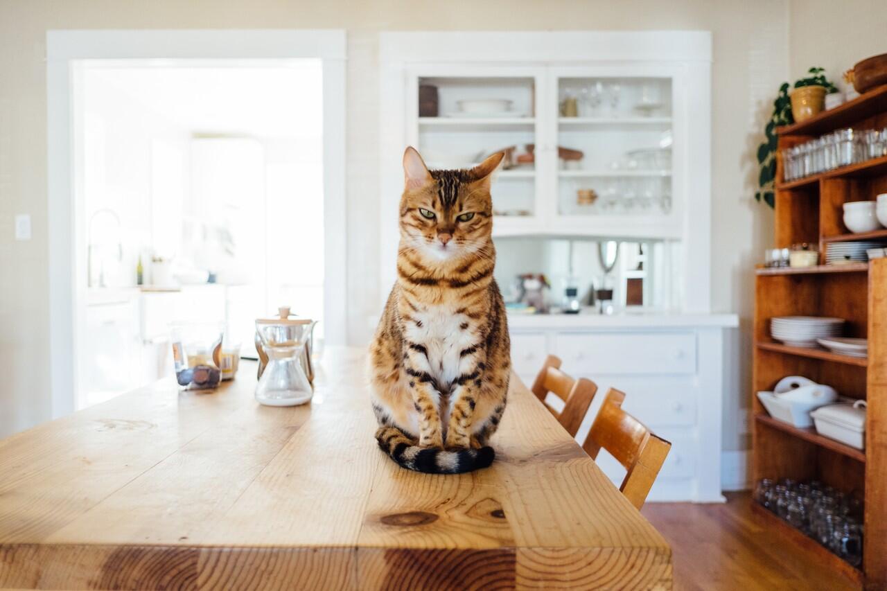 Kenali 11 Ciri-Ciri Kucing Hamil ini, Wajib Catlovers Ketahui!