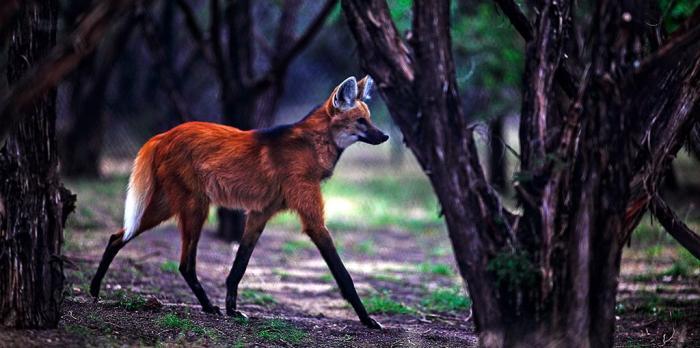 Maned Wolf! Makhluk Mitologikal Di Dunia Nyata ?