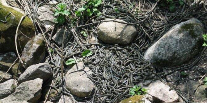 Dihuni Ular hingga Ilusi Air Terjun Bawah Laut, 5 Pulau Aneh Ini Menyimpan Misteri