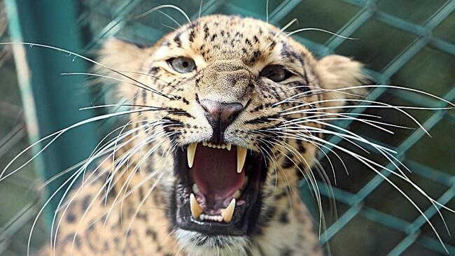India Buru Macan Tutul Pembunuh Biksu yang Sedang Meditasi