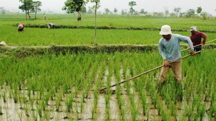 Setiap Tahun 120 Hektare Lahan Pertanian di RI Menyusut