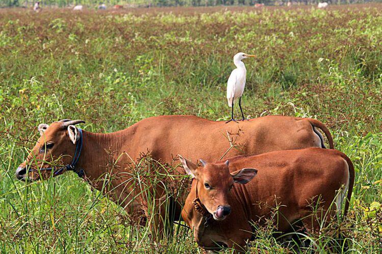 Hubungan Petani dan Kuntul Kerbau Saling Menguntungkan, Ini Sebabnya