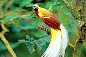 Burung Cenderawasih Kuning-Kecil