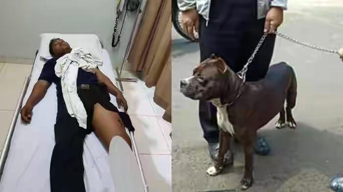 Diduga Bersekongkol dengan Pemilik Pitbull, Polsek Sawah Besar bakal Dilaporkan