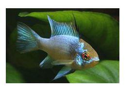 Memelihara Ikan blue elektrik