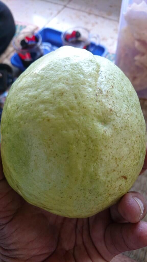 Dicari Pengepul / Penjual / Reseller Jambu Kristal