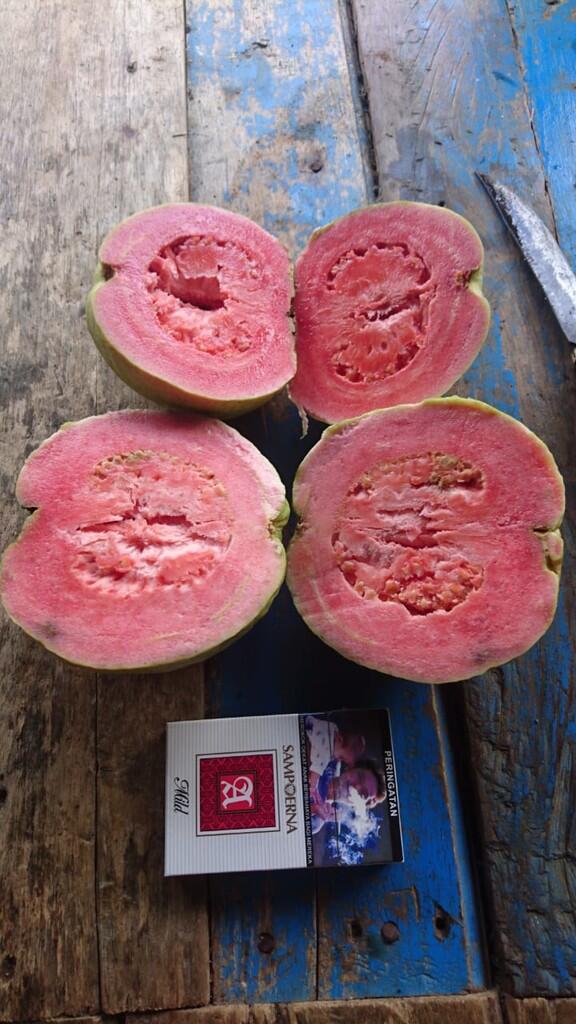 Dicari Pengepul / Penjual / Reseller Jambu Kristal