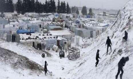 Musang Berbulu Putih Langka Yang Terlihat Di Turki