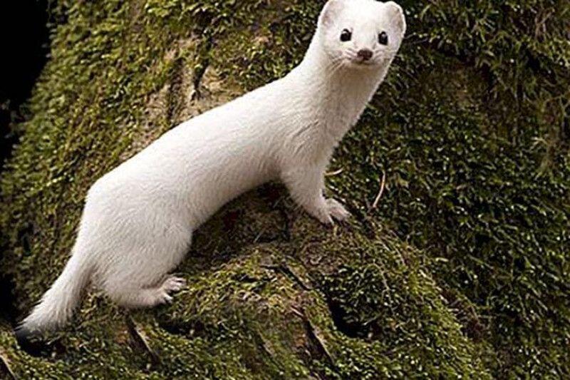 Musang Berbulu Putih Langka Yang Terlihat Di Turki