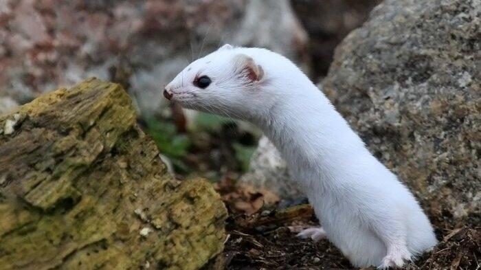 Musang Berbulu Putih Langka Yang Terlihat Di Turki