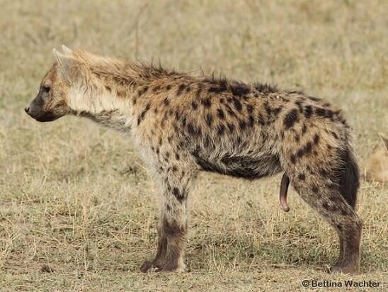 Mengenal Hyena Betina, Si Cewek Berbatang !