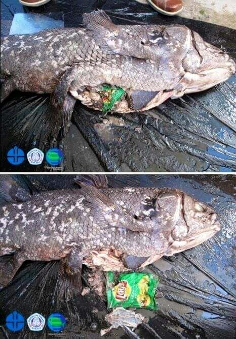 Coelacanth, Ikan Fosil yang Ditemukan Hidup di Laut Sulawesi