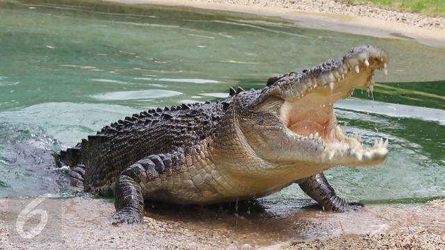 Kesaksian Warga: Buaya Tiba-tiba Naik ke Darat Satu Jam Sebelum Tsunami Menerjang