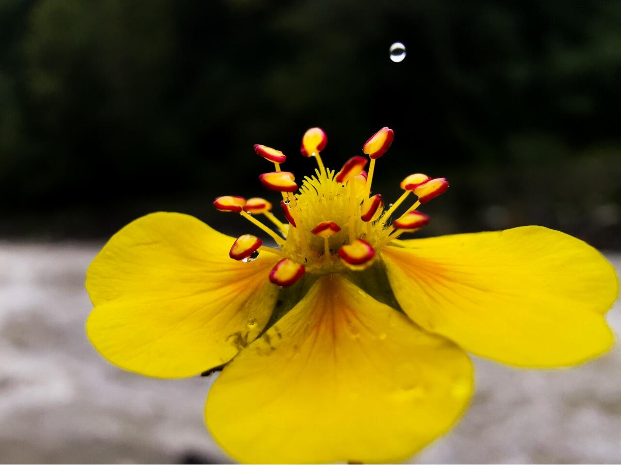 Kaya Gini Ternyata Hasil Foto Dari Triple Leica Kamera Milik Huawei Mate 20 Pro