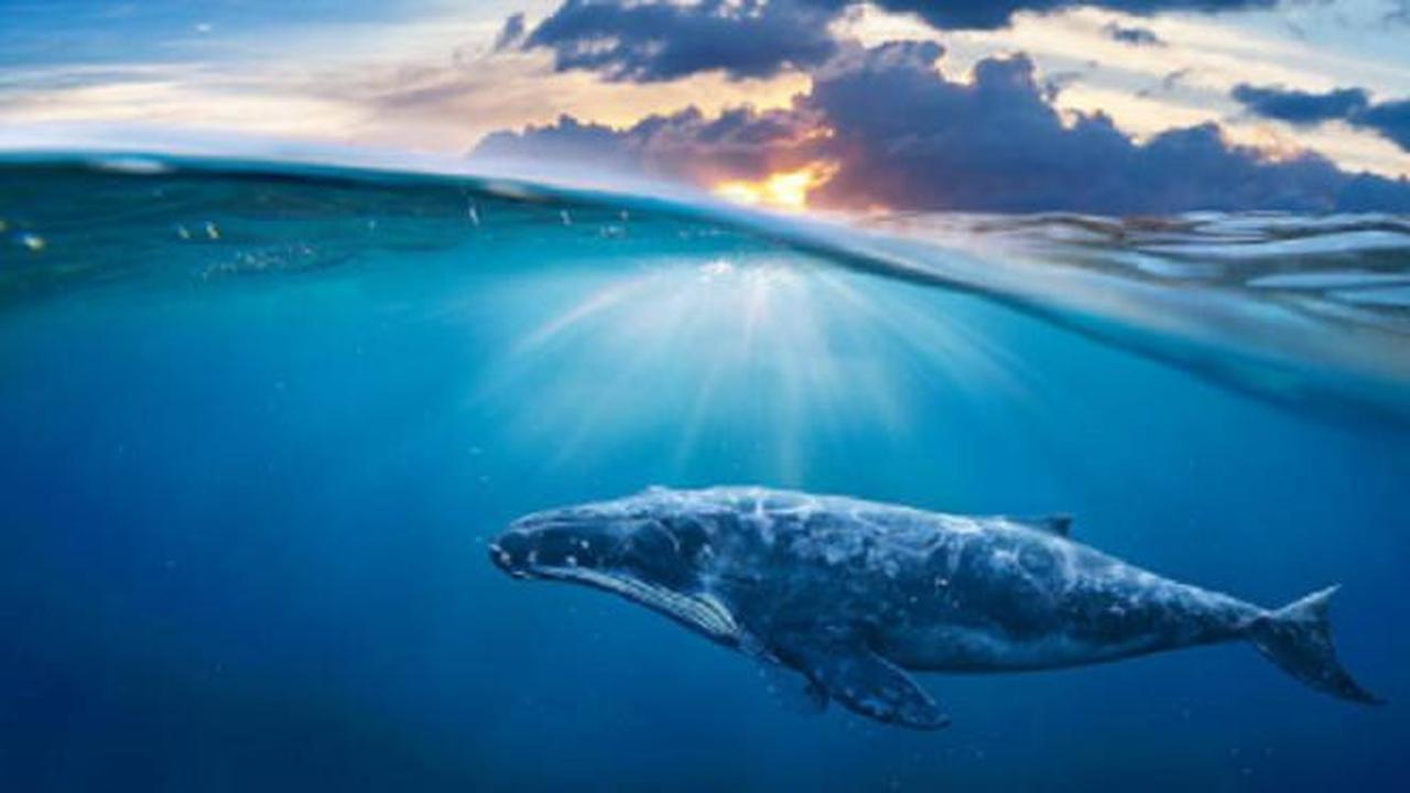 5 Suara Misterius yang Sulit Dijelaskan oleh Ilmu Pengetahuan