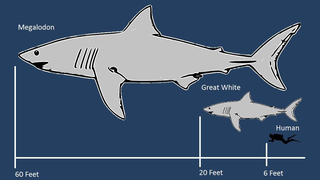 Mengenal Lebih Jauh Megalodon Monster Laut yg Mengerikan