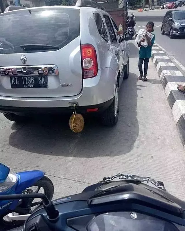 Enggak Mau Kabin Mobil Bau, Pengemudi Ini Bawa Duren Dengan Cara Unik