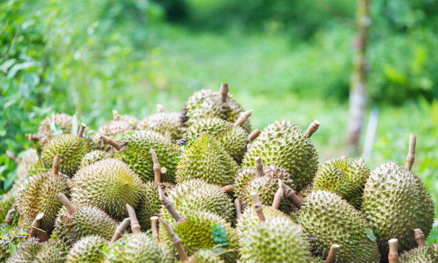 malaysia mau ubah lahan sawit dengan pertanian durian musang king