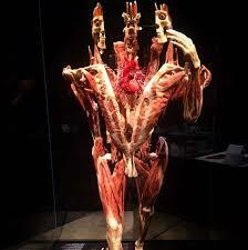 Museum Mayat Body Worlds